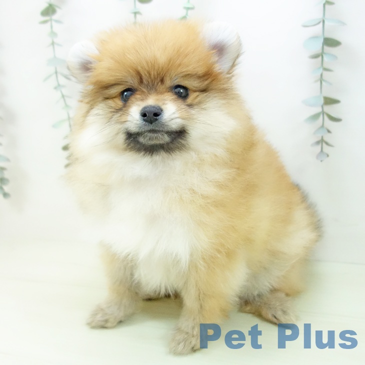 ポメラニアンの写真2