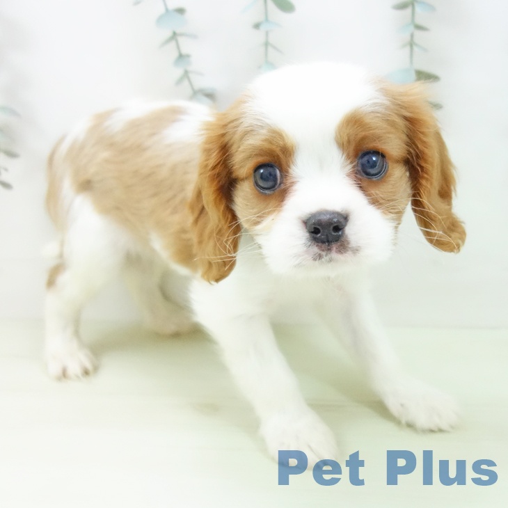 キャバリア・キングチャールズ・スパニエル