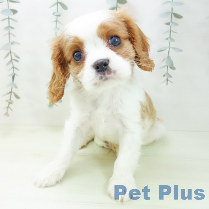 キャバリア・キングチャールズ・スパニエルの写真2