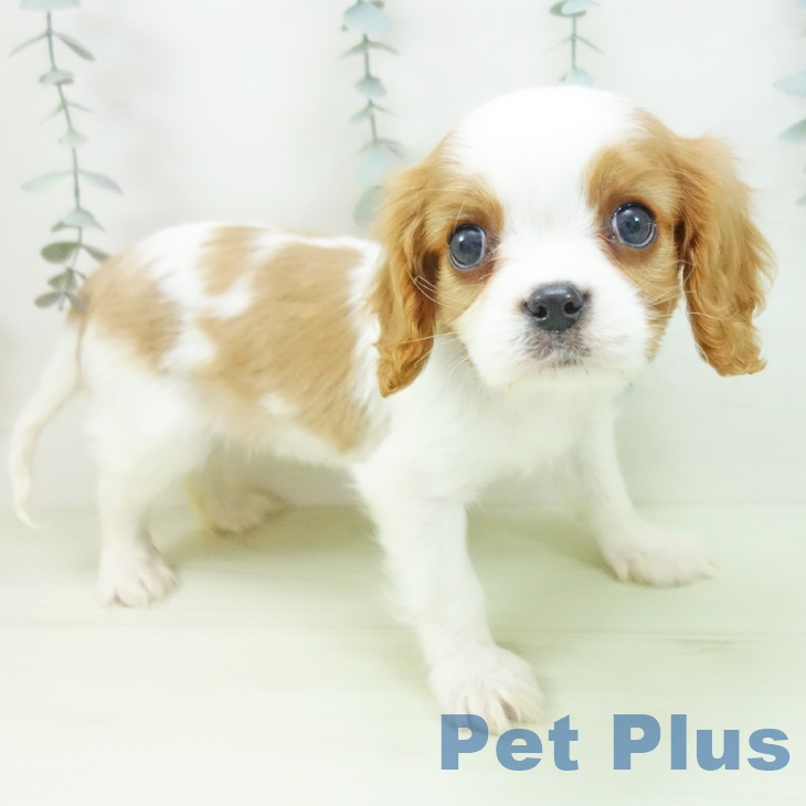 キャバリア・キングチャールズ・スパニエル