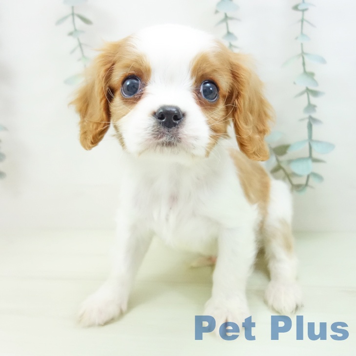 キャバリア・キングチャールズ・スパニエルの写真2