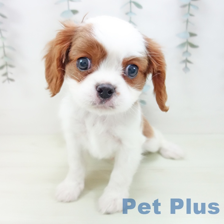 キャバリア・キングチャールズ・スパニエルの写真2