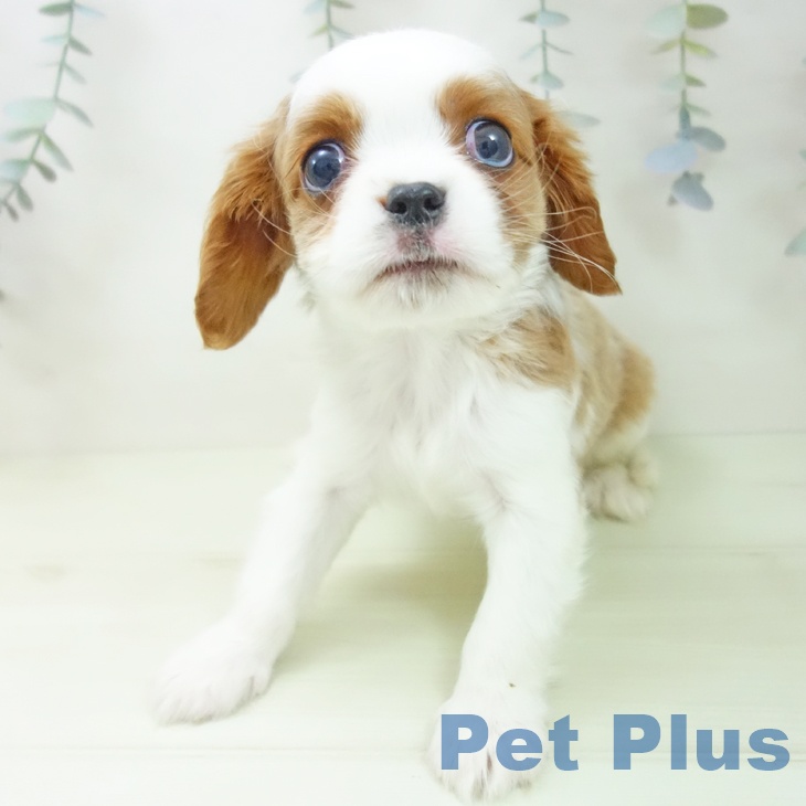 キャバリア・キングチャールズ・スパニエルの写真2