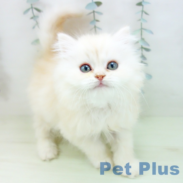 福岡県のミヌエット (ペットプラス 春日店/2026年1月3日生まれ/男の子/カメオタビーホワイト)の子猫