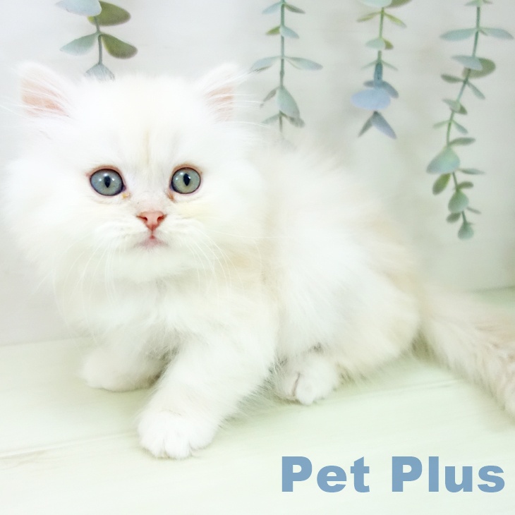 ミヌエットの写真2