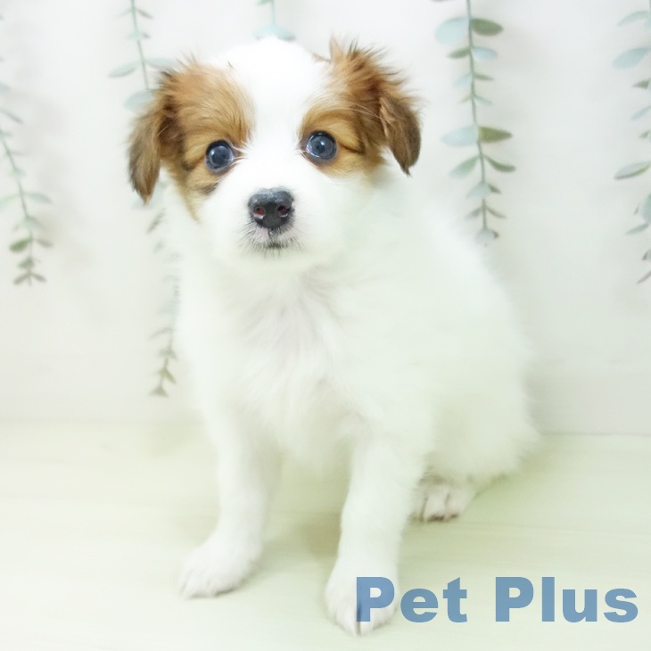 パピヨンの写真2