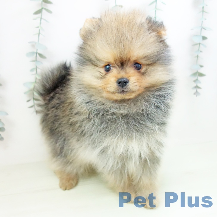 三重県のポメラニアン (ペットプラス 鈴鹿店/2026年1月10日生まれ/男の子/オレンジ)の子犬の1枚目の画像
