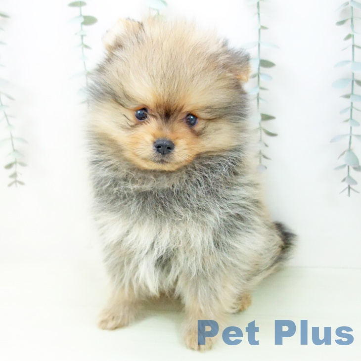 三重県のポメラニアン (ペットプラス 鈴鹿店/2026年1月10日生まれ/男の子/オレンジ)の子犬の2枚目の画像