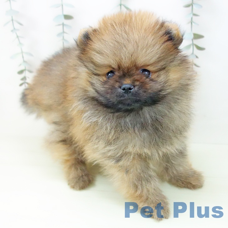 ポメラニアン