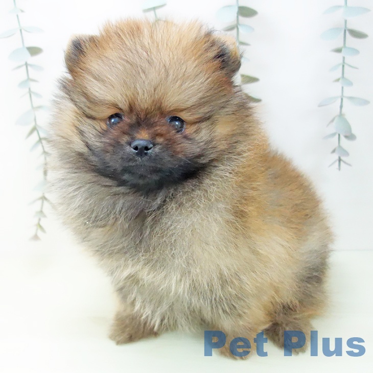 ポメラニアンの写真2