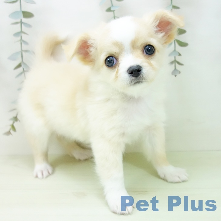 愛知県のチワワ(ロング) (ペットプラス イオンモール長久手店/2026年1月15日生まれ/男の子/クリームホワイト)の子犬の1枚目の画像
