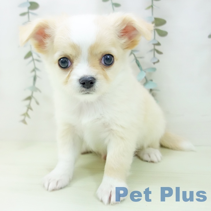愛知県のチワワ(ロング) (ペットプラス イオンモール長久手店/2026年1月15日生まれ/男の子/クリームホワイト)の子犬の2枚目の画像