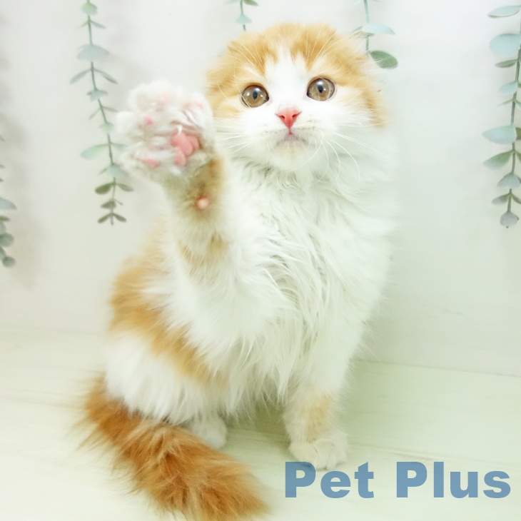 スコティッシュフォールドの写真2