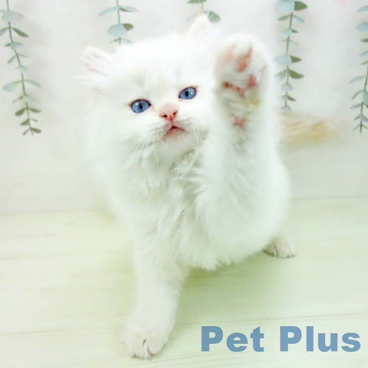 長崎県のラガマフィン (ペットプラス 長崎店/2026年1月15日生まれ/男の子/クリームリンクスポイント)の子猫の2枚目の画像