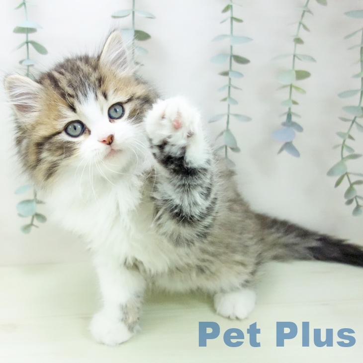 ラガマフィンの写真2