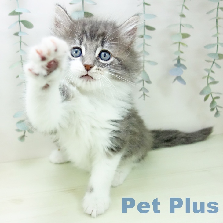 ノルウェージャンフォレストキャット