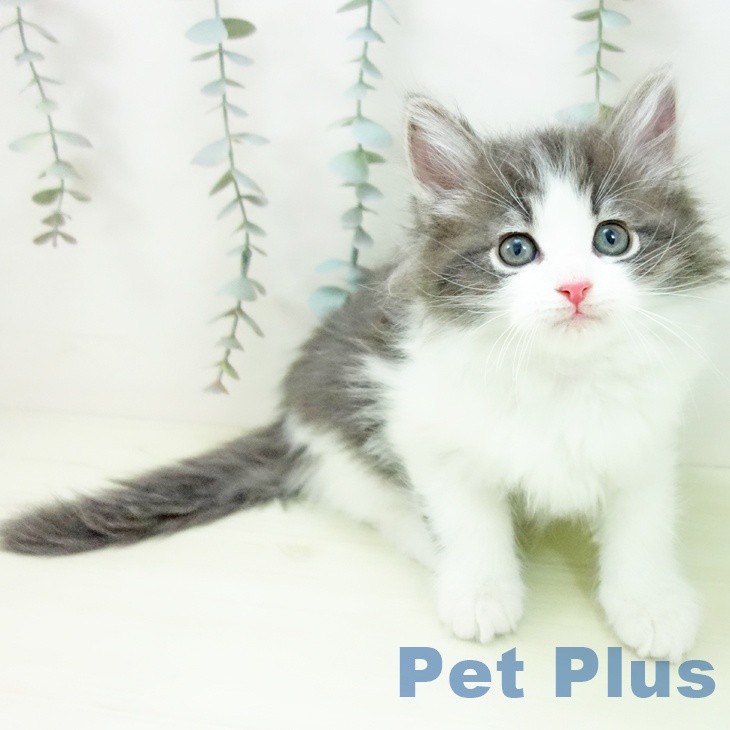 ノルウェージャンフォレストキャット