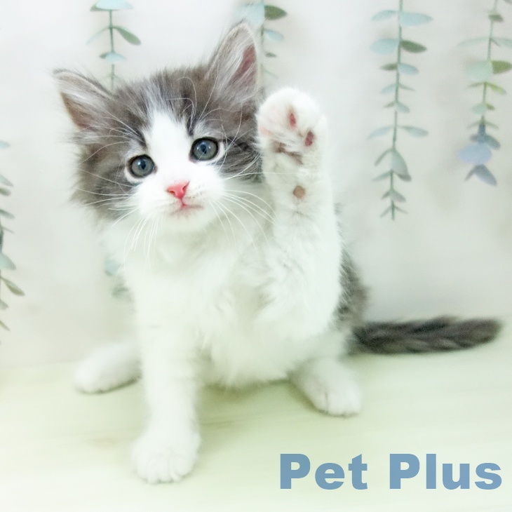 ノルウェージャンフォレストキャット