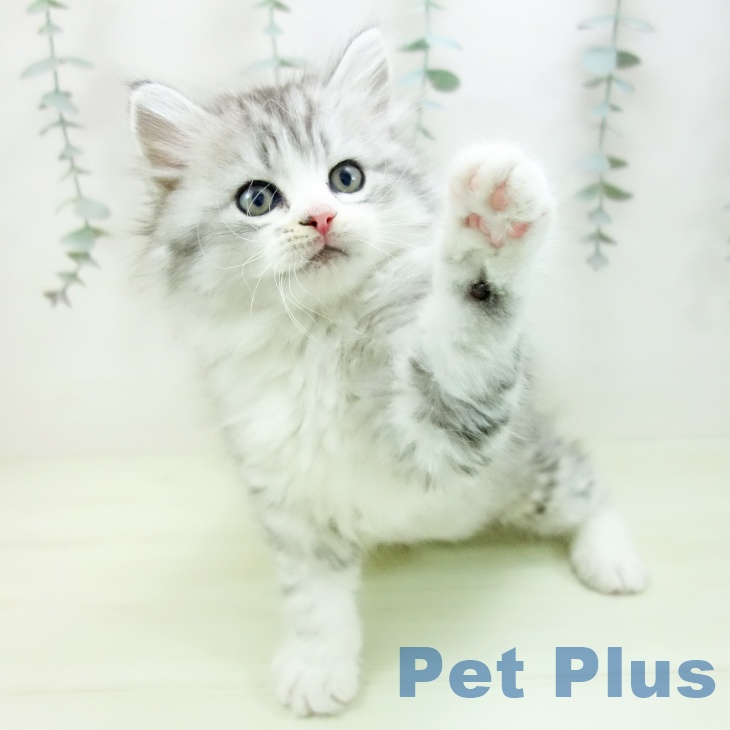 ミヌエットの写真2