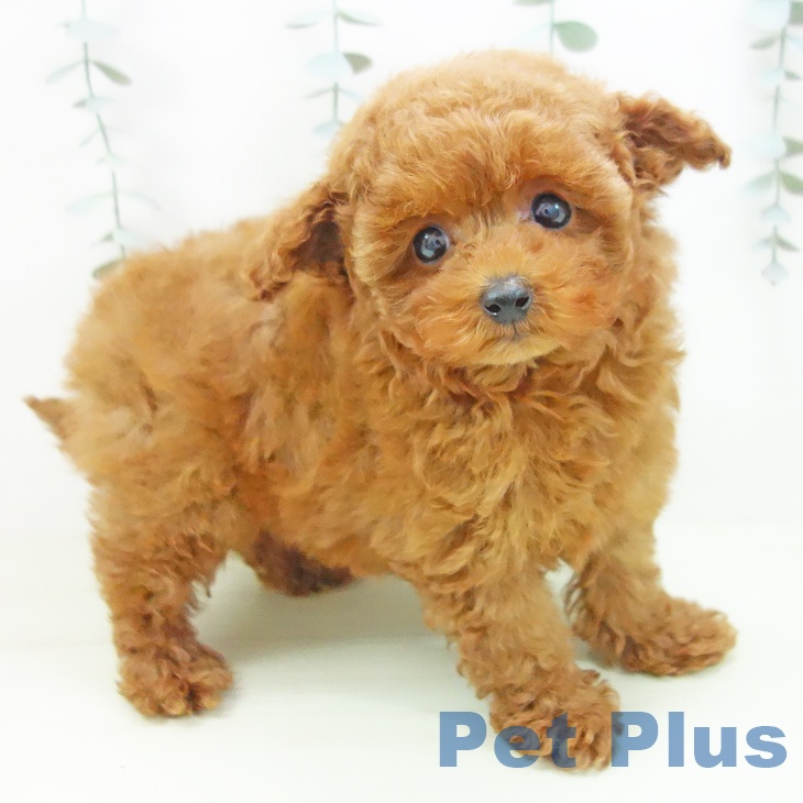 愛知県のトイプードル(トイ) (ペッツワン 東海店/2026年1月8日生まれ/女の子/レッド)の子犬の1枚目の画像