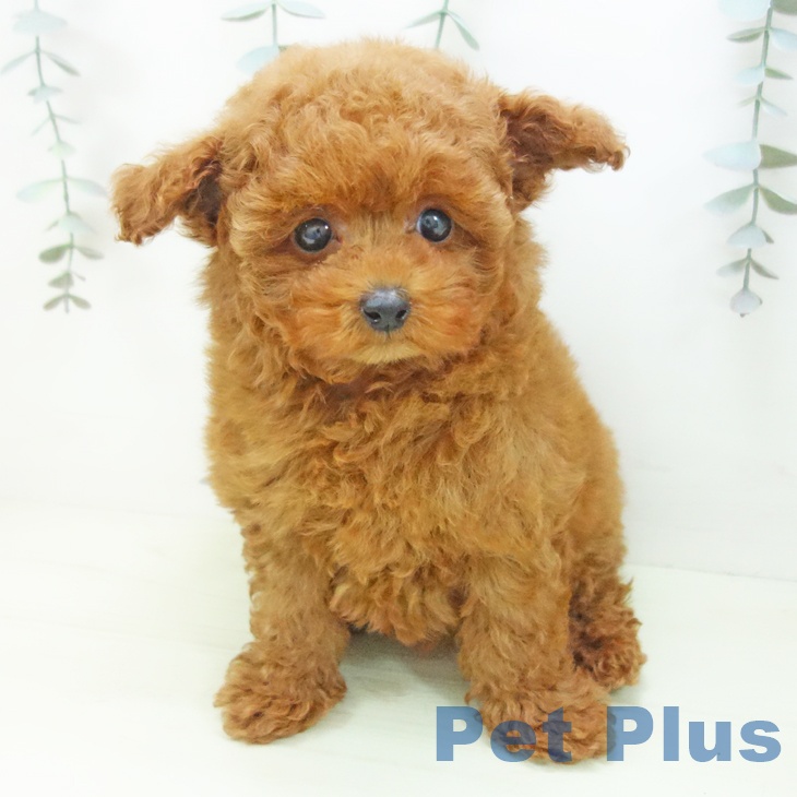 愛知県のトイプードル(トイ) (ペッツワン 東海店/2026年1月8日生まれ/女の子/レッド)の子犬の2枚目の画像