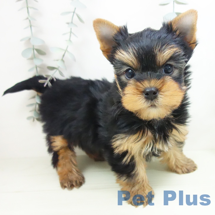 ヨークシャー・テリア