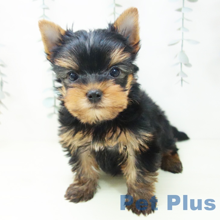 ヨークシャー・テリア