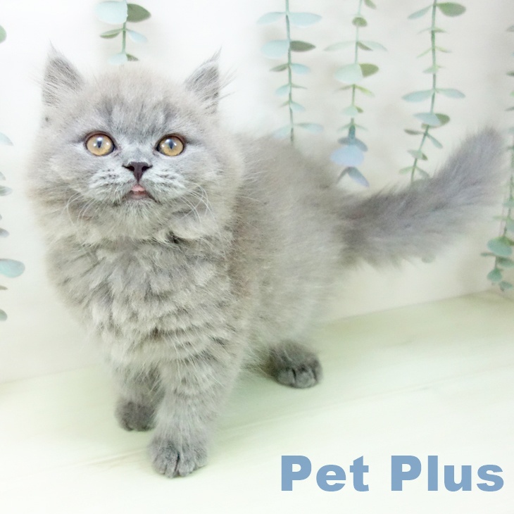 ブリティッシュロングヘア