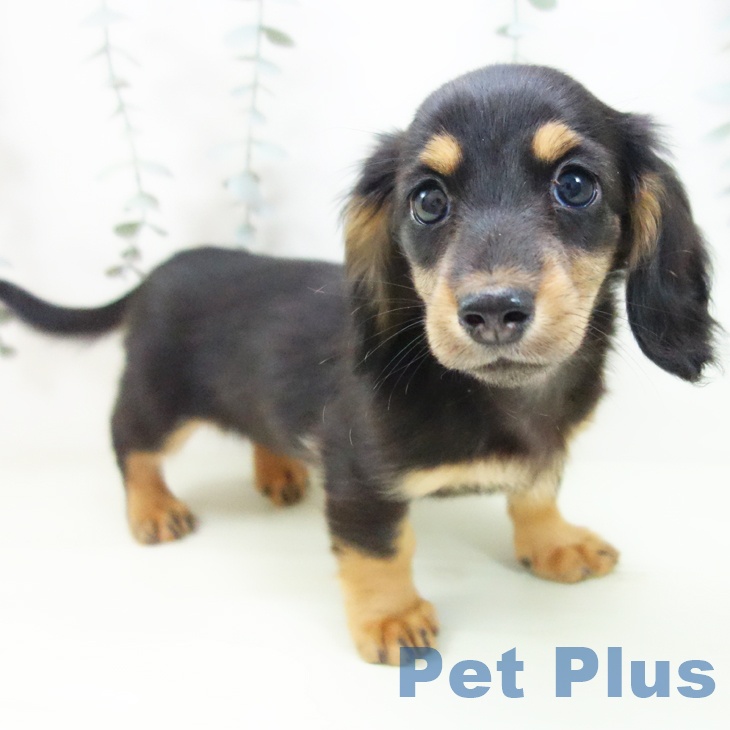 ミニチュア・ダックスフンドの写真2