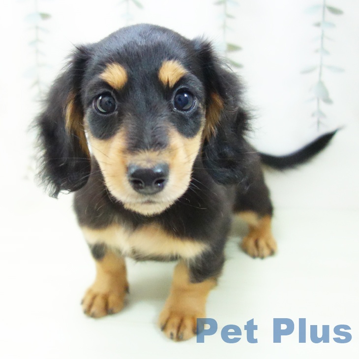 ミニチュア・ダックスフンド