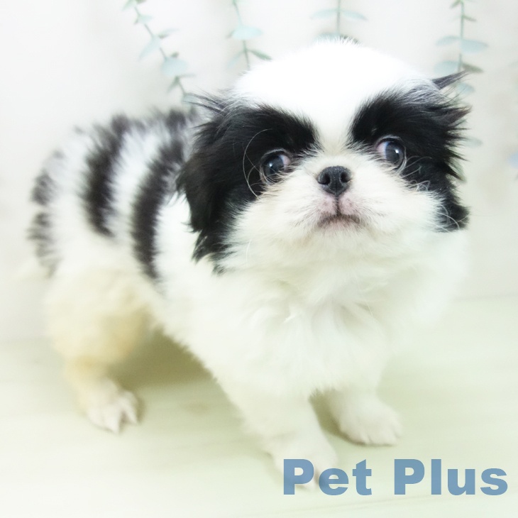 岐阜県の狆 (ペットプラス 各務原店/2026年1月18日生まれ/男の子/白黒)の子犬の1枚目の画像