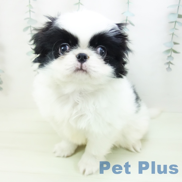 岐阜県の狆 (ペットプラス 各務原店/2026年1月18日生まれ/男の子/白黒)の子犬の2枚目の画像