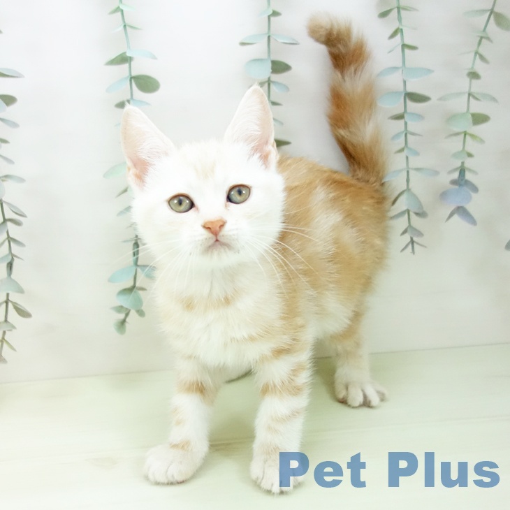 スコティッシュフォールド