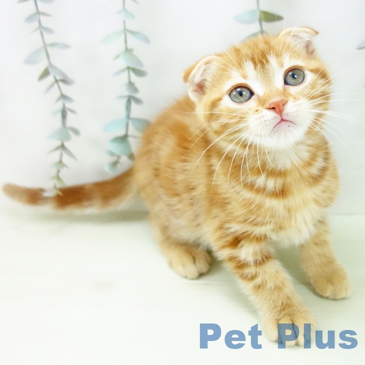 スコティッシュフォールド