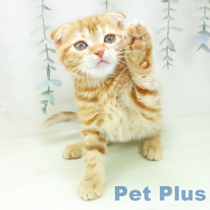 スコティッシュフォールド