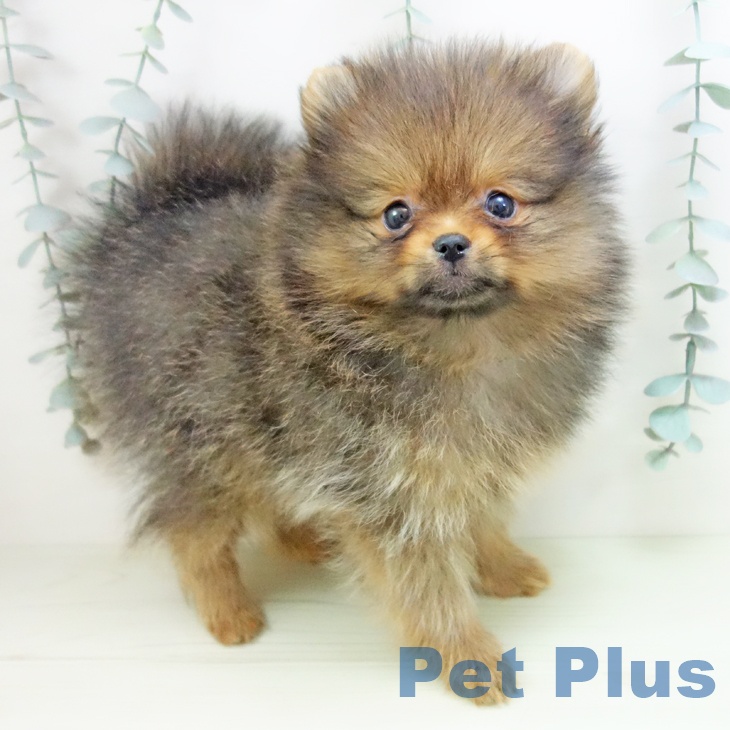 愛知県のポメラニアン (ペットプラス イオンモール豊川店/2026年1月10日生まれ/女の子/オレンジ)の子犬の1枚目の画像