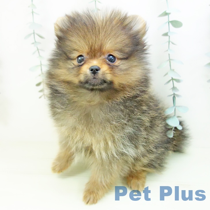 愛知県のポメラニアン (ペットプラス イオンモール豊川店/2026年1月10日生まれ/女の子/オレンジ)の子犬の2枚目の画像