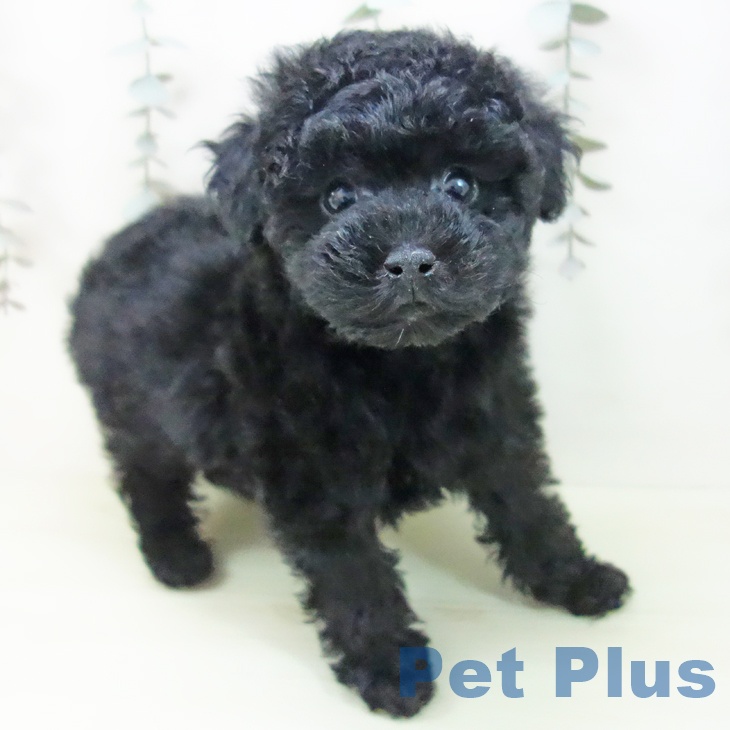 トイ・プードル