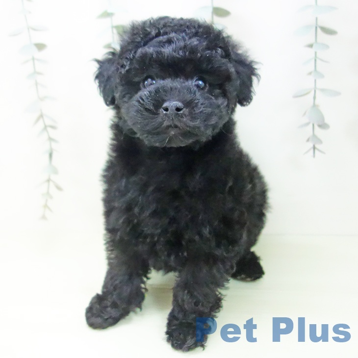 トイ・プードル