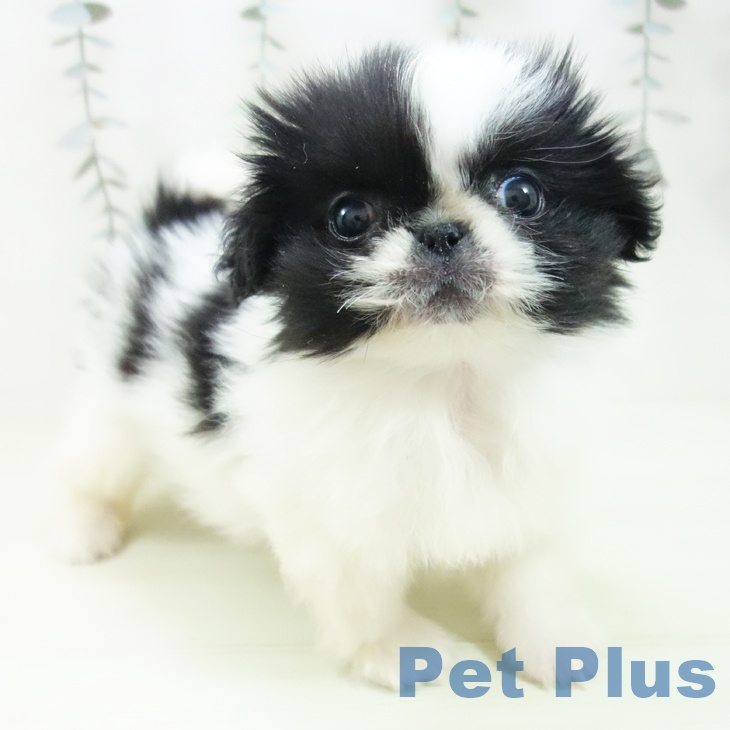 ペキニーズの写真2