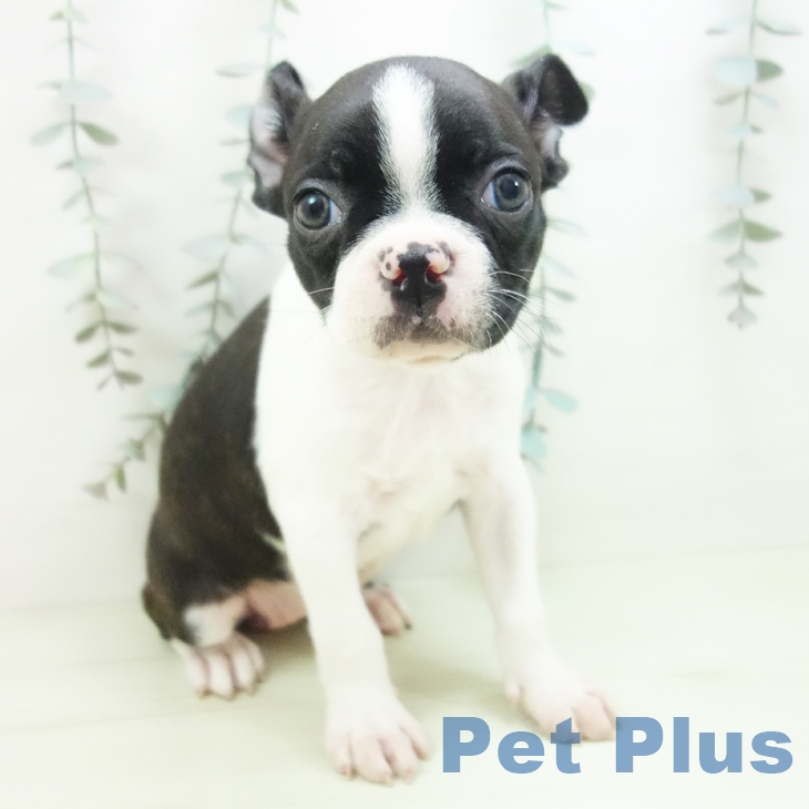 ボストン・テリアの写真2