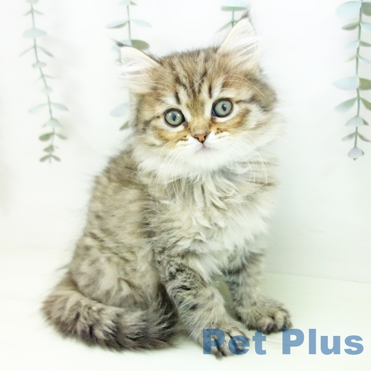 ペルシャの写真2