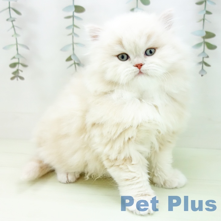 ミヌエットの写真2