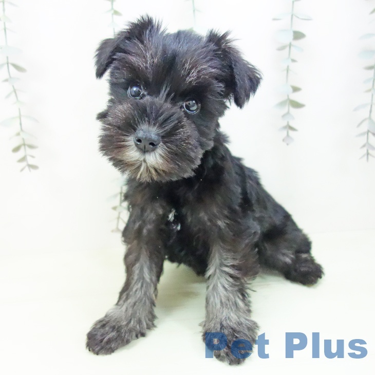 ミニチュア・シュナウザーの写真2