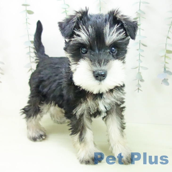 ミニチュア・シュナウザーの写真2