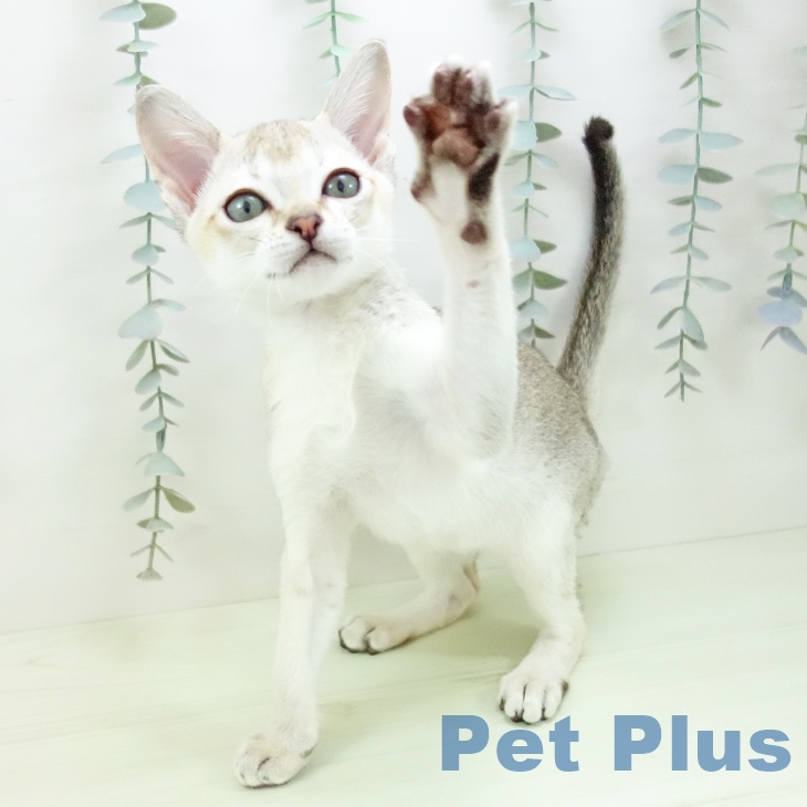 シンガプーラの写真2