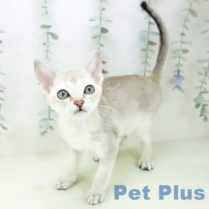 シンガプーラの写真2