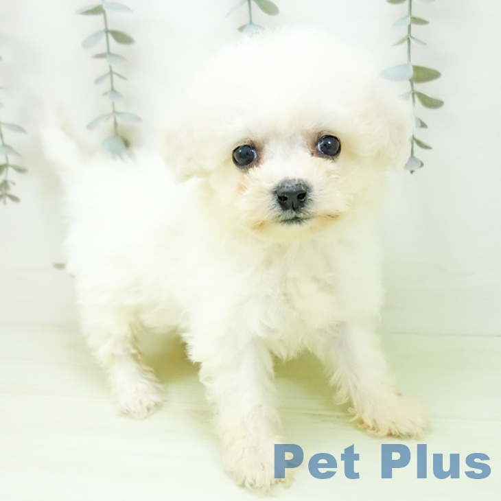 ビション・フリーゼ