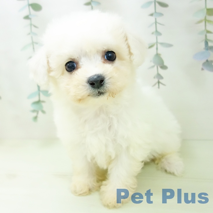 ビション・フリーゼの写真2