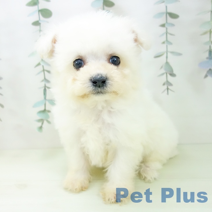 ビション・フリーゼ